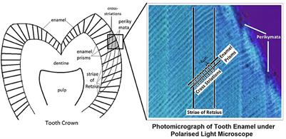 Difference in Striae Periodicity of Heilongjiang and Singaporean Chinese Teeth